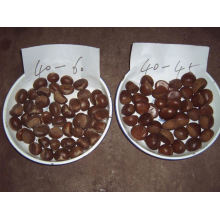 New Crop Fresh Chestnut (30-40, 40-50, 50-60, 40-60)